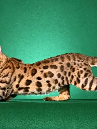 Бенгальская Саванна кошка