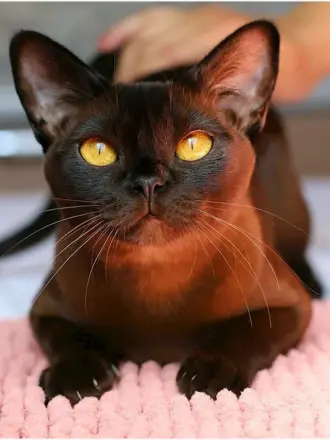 Бурманская кошка черная