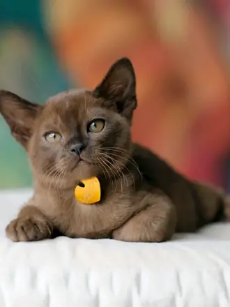 Бурманская кошка котята