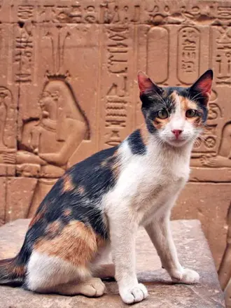 Египетская кошка фараона