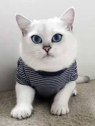 Известный белый кот