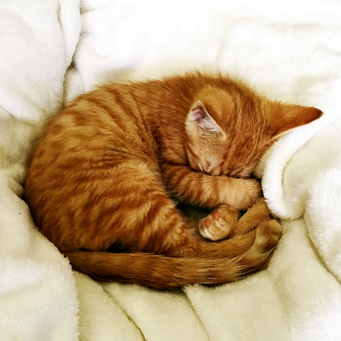 Почему животные спят клубком. Спящий кот. Кошка свернулась клубком. Котенок с клубочком.