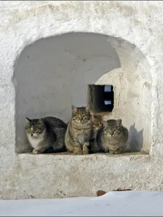Монастырские коты