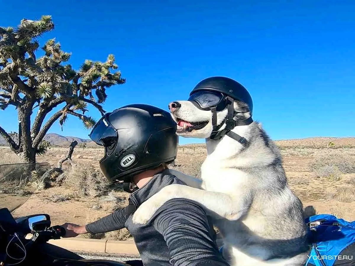 Мотоциклист с собакой