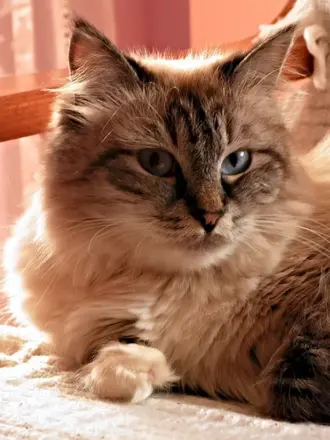 Сибирская кошка голубоглазая