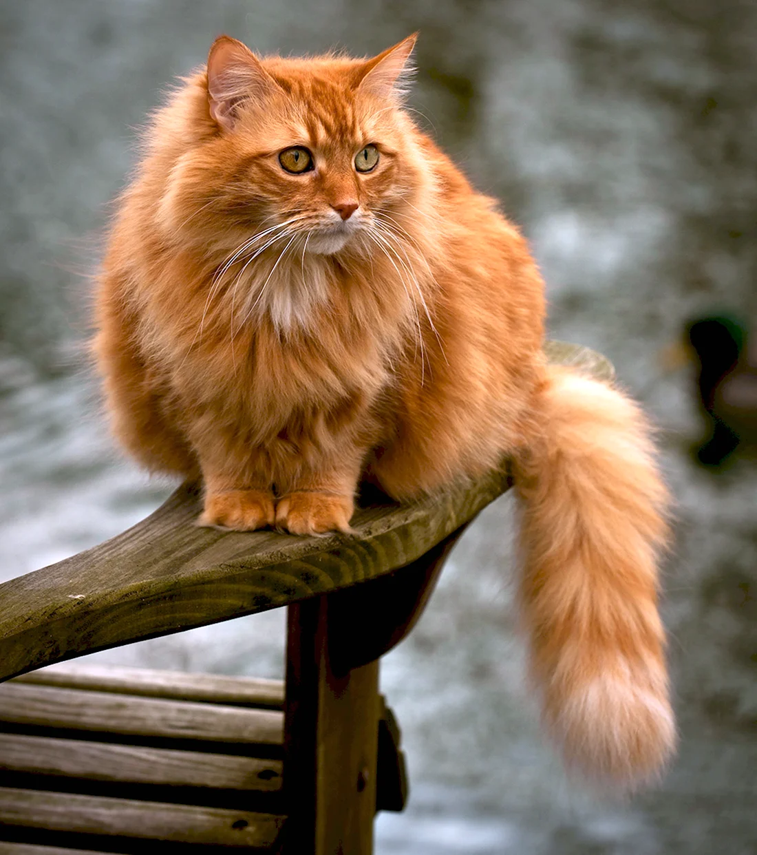 Порода кошек с рыжей шерстью. Европейская длинношерстная кошка рыжая. Рыжий длинношерстный Сибирский кот. Британская длинношёрстная кошка рыжая. Сибирская кошка рыжая длинношерстная.