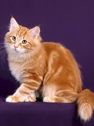 Сибирский гладкошерстный рыжий кот