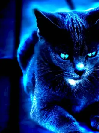 Синий котенок