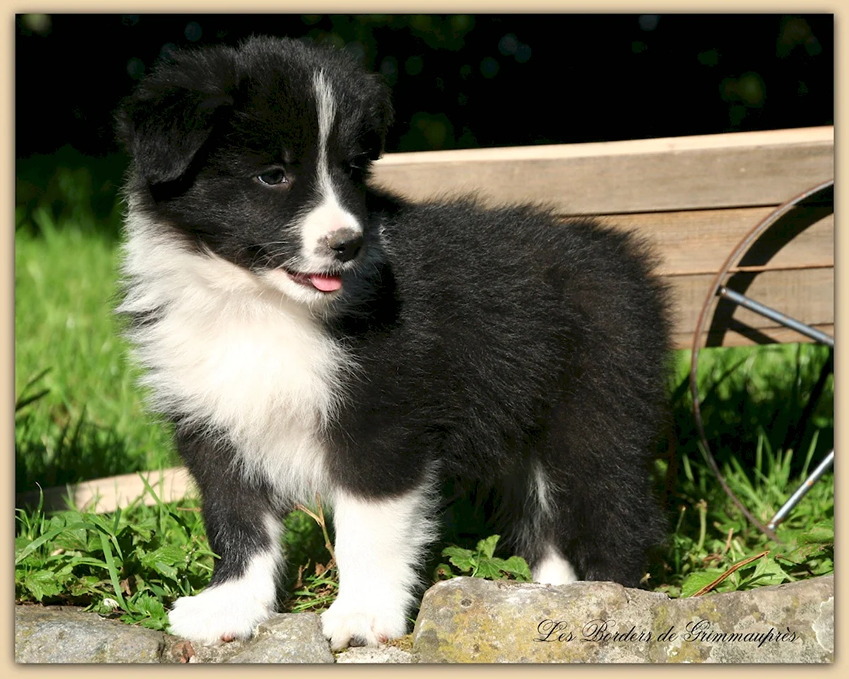 Собака маленькая черно белая (55 фото)