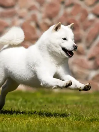 Хоккайдо собака фото в прыжке