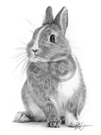 Лопоухий кролик карандашом