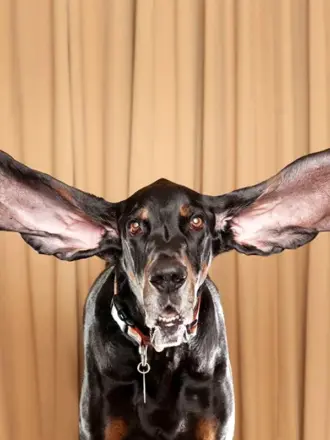Самые длинные собачьи уши