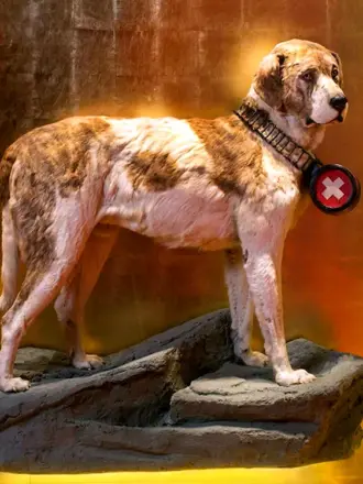 Сенбернар Барри собака-герой снежных альпийских гор