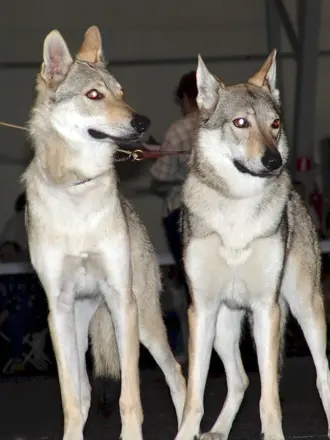 Сербский Волчак порода собак