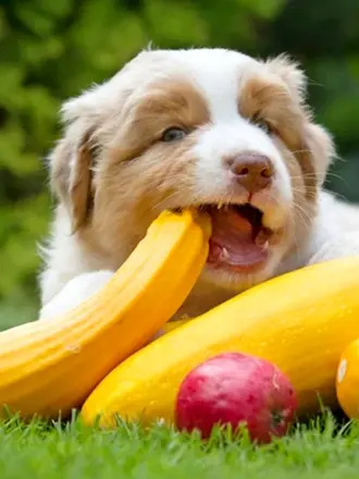 Собака и фрукты