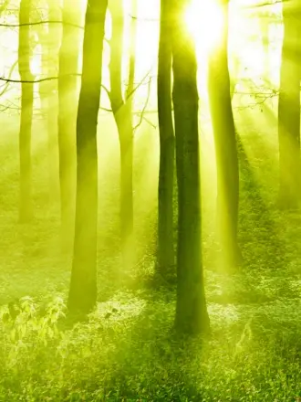 Светлый лес