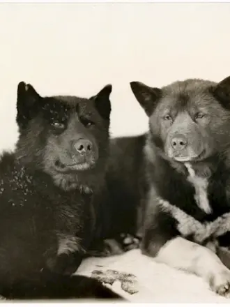 Таро и Дзиро собаки