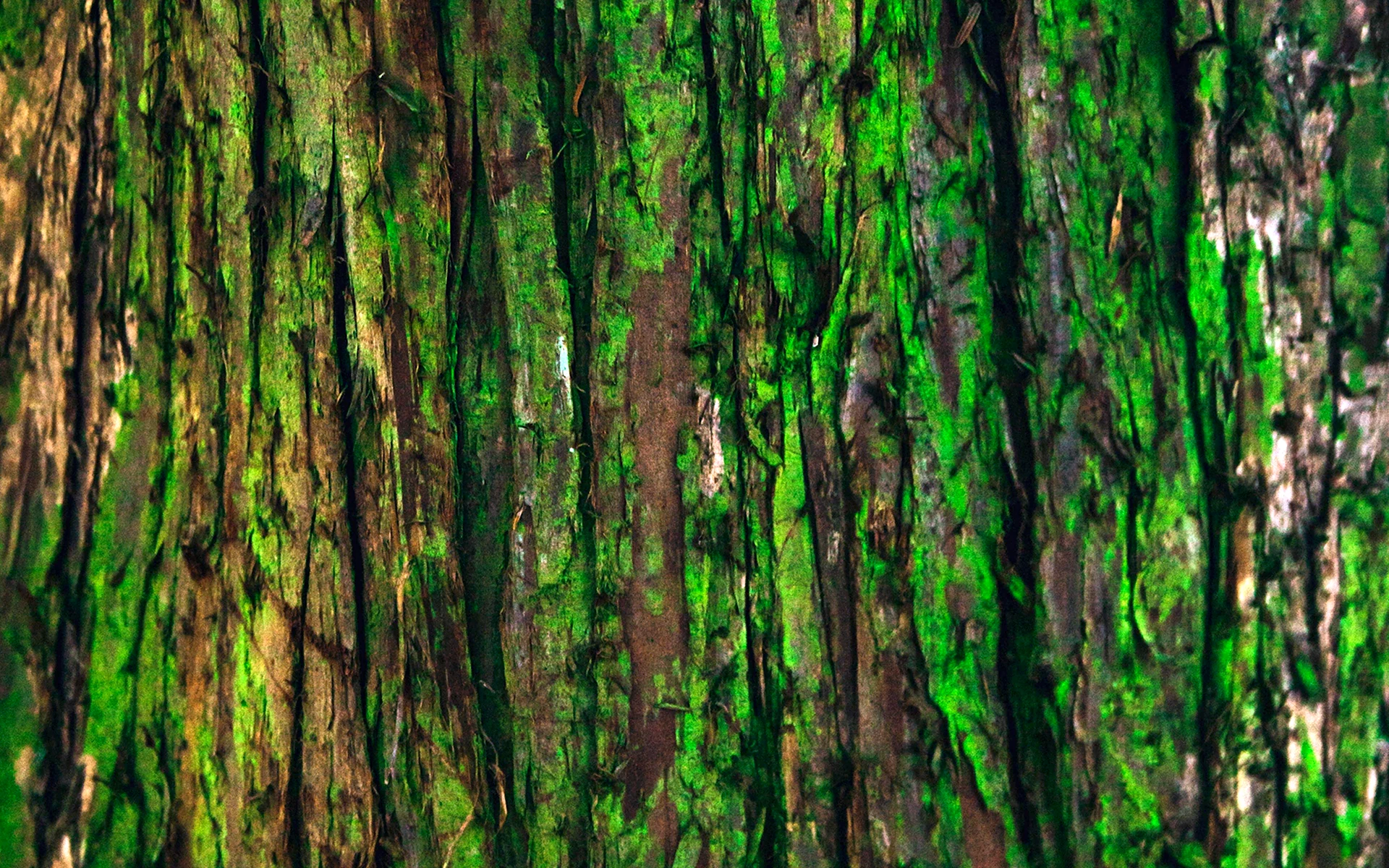 Деревянный фон с зеленью (38 фото)